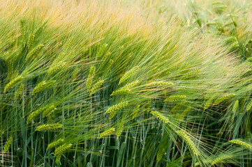 winter barley, close up of spikelets, samples