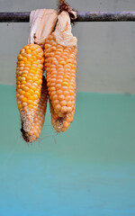 Recorridos personales.  animales, objetos, colores, comida, frutas, flores, esculturas. Arte. 
Vida cotidiana. 