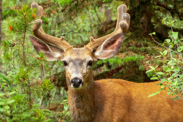 Male white tailed deer in forest full set of antlers 