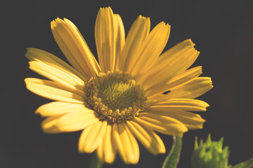bei bei fiori in controluce la mattina presto