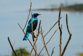 South African bluebird, Kenya