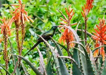 Malachite sunbird, Kenya