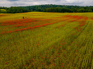 Aerial view of opium poppy fields and people walking and taking pictures in it