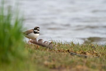 Common Ringed Plover in the grass