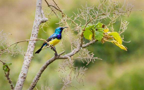 Variable Sunbird, Kenya