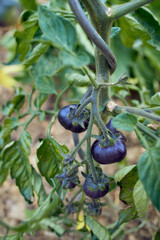 growing black tomatoes in a private garden