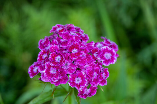 bearded carnation