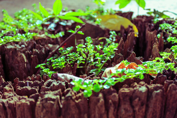 seedlings in a greenhouse