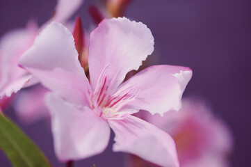 Fototapeta na wymiar Pink oleander blossom, macro photography, Nerium Oleander