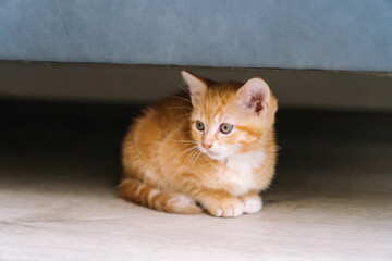 Fototapeta na wymiar Cute little red cats sit under sofa on wooden floor. Young cute little red kitty. Long haired ginger kitten play at home. Cute funny home pets. Domestic animal and Young kittens