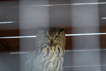Eurasian owl in a cage in the zoo. A bird in captivity. Expressive look