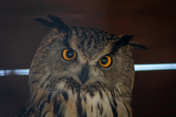 Eurasian owl in a cage in the zoo. A bird in captivity. Expressive look