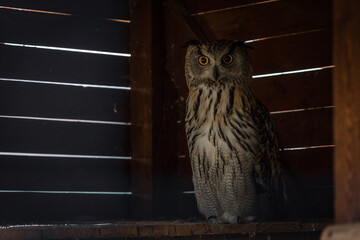 Eurasian owl in a cage in the zoo. A bird in captivity. Expressive look