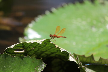 Libélula