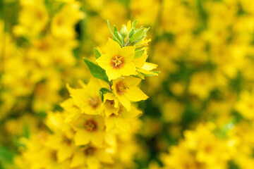 Yellow Lysimachia flowers in the summer garden.