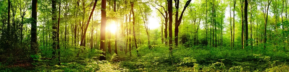 Fototapete Zauberwald Panorama of a beautiful green forest with bright sun shining through large trees  © Günter Albers