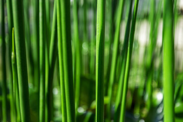 Fototapeta na wymiar Green variegated sedge grows in the water of a small river. close-up photo.