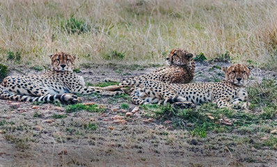 Cheetahs at Masai Mara, Kenya