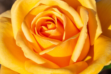 Close up to yellow rose flower from the top. Amazing natural colors of petals. Macro shot at bright summer day. 