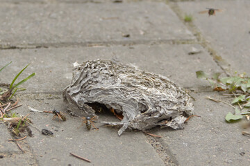 A beehive that fell on the sidewalk with wasps