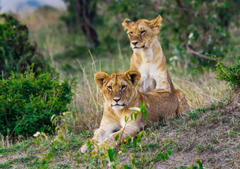Lions in Masai Mara, Kenya