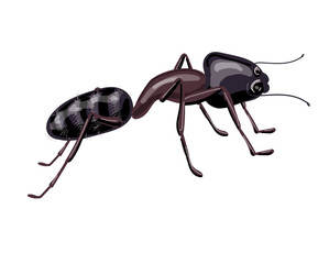 Insect ant in black and brown. Drawing isolated on a white background. Stock vector illustration.