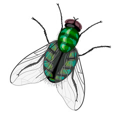 Insect fly is green. Drawing isolated on a white background. Stock vector illustration.
