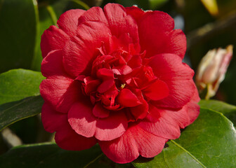 Red camellia flower, in spring Galicia