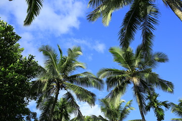 Beautiful coconut palm trees on blue sky background with clouds