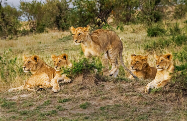 Lions in Masai Mara, Kenya