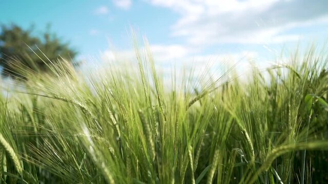 Detail of green wheet in sunny day