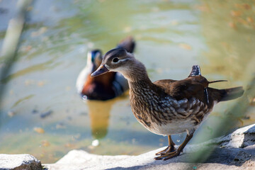 Mandarin duck at the zoo. Duck by the water. Beautiful plumage.