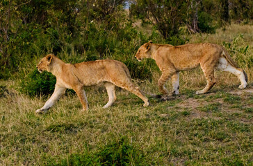 Lions in Masai Mara, Kenya