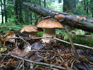 mushroom in the forest, wto brothers, older and younger brothers, white mushroom, Bolétus edúlis
