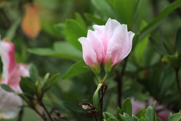 verde, natural, jard&iacute;n