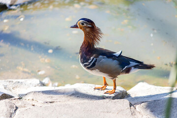 Mandarin duck at the zoo. Duck by the water. Beautiful plumage.
