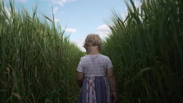Baby girl walking in wheet