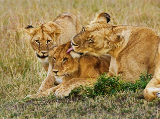 Obraz na płótnie Canvas Caring Lions in Masai Mara, Kenya