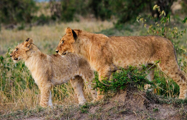 Lions in Masai Mara, Kenya