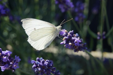 papillon blanc butinant une fleur de lavande