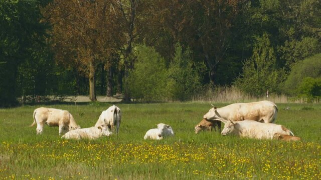 A herd of cows grazing in a field on a warm spring day.