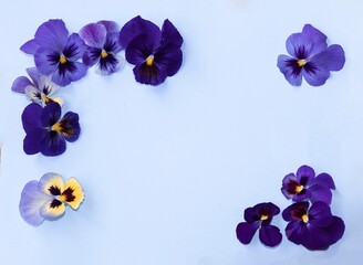 Fototapeta na wymiar Viola tricolor flower composition on colored background. Floral arrangement, design element. Holiday concept. Top view, flat lay.