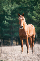 Fototapeta premium Portrait of red horse grazing on green grassland