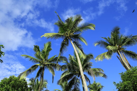 Beautiful coconut palm trees on blue sky background with clouds