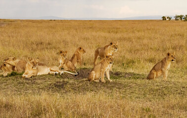 Lions in Masai Mara, Kenya