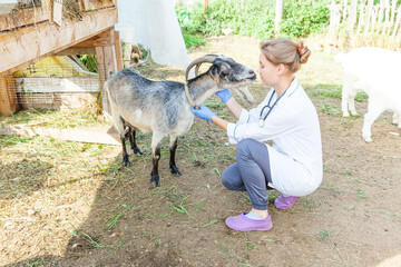 Young veterinarian woman with stethoscope holding and examining goat on ranch background. Young goat with vet hands for check up in natural eco farm. Animal care and ecological farming concept.