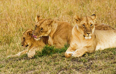 Caring Lions in Masai Mara, Kenya