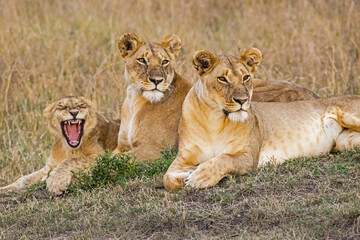 Smiling Lions in Masai Mara, Kenya