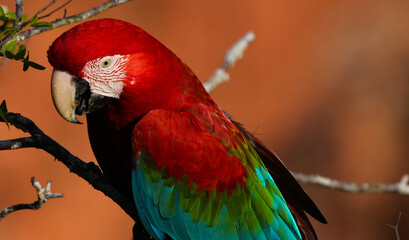 scarlet macaw parrot