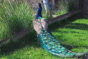 Peacock with beautiful plumage in the zoo.